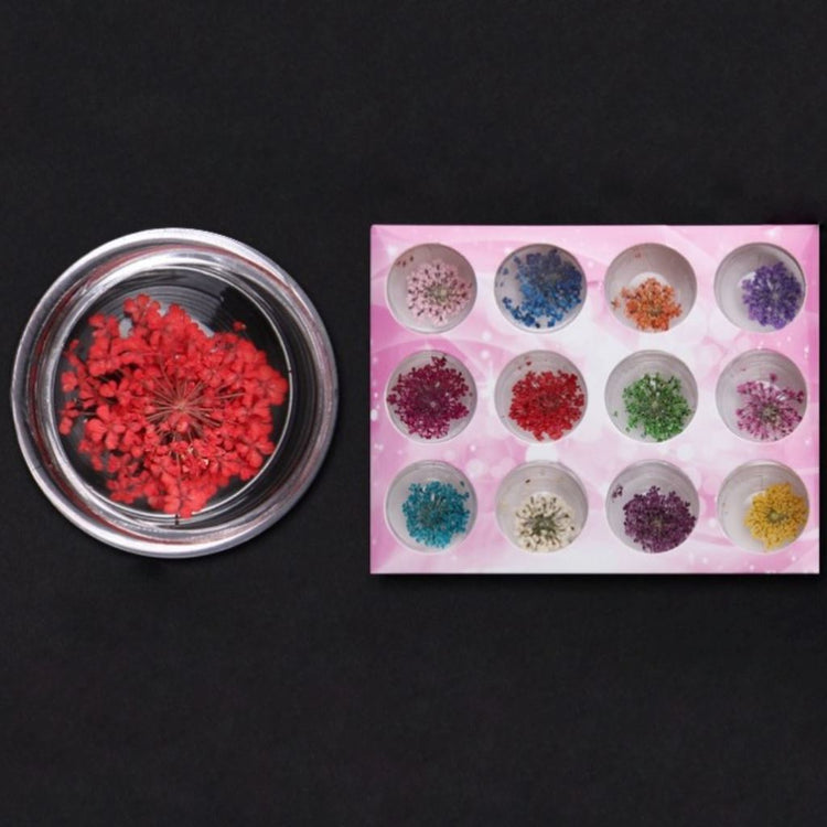 Dried Flowers 12 Colours Box - NSI Australia