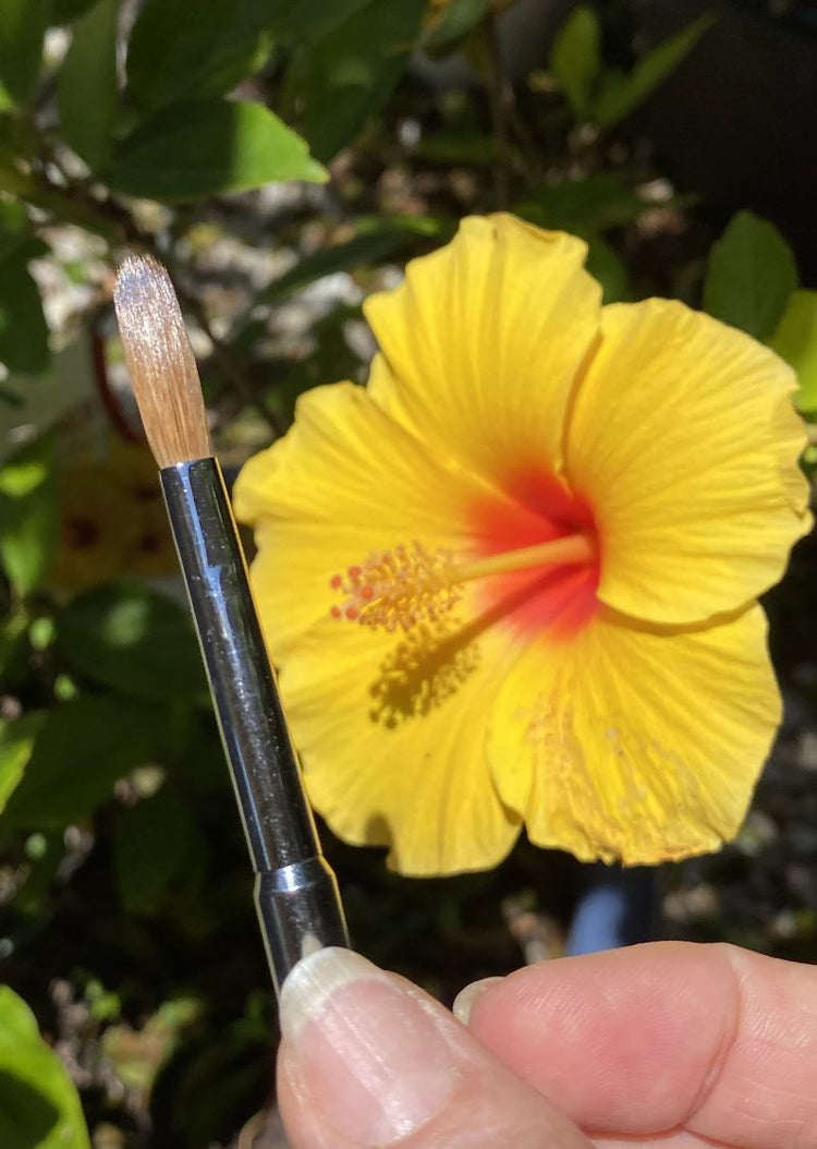 Grand Kolinsky Acrylic Brush #8 Metal Handle + Cap - NSI Australia
